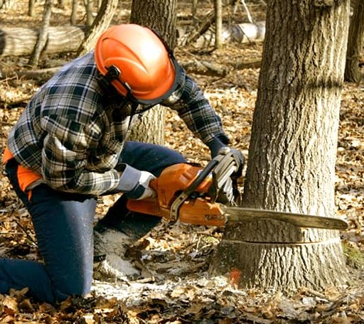 Tree Removal in Milford, NJ